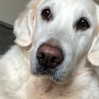 Hondenoppas werk Veenendaal: baasje van Fleur 