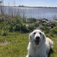 Hondenoppas werk Veenendaal: baasje van Fleur 
