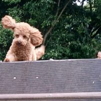 Hondenoppas Almere: Annemarie