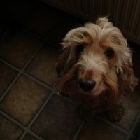 Hondenuitlaatservice Drunen: Selly