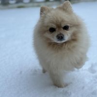 Hondenoppas werk Hengelo (Overijssel): baasje van Jacky