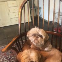 Hondenoppas werk Wilnis: baasje van Micky en teddy