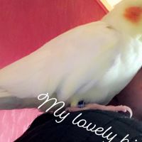 Hondenoppas Hoofddorp: Yasmina