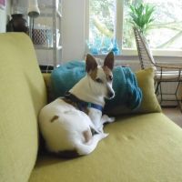 Hondenoppas werk Rijen: baasje van Banifleur
