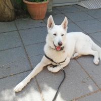Hondenoppas werk Almere: baasje van Dosky