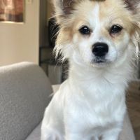 Hondenoppas werk Harderwijk: baasje van DAISY 