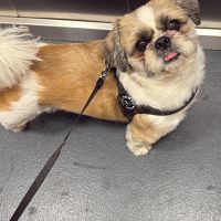 Hondenoppas werk Leiderdorp: baasje van Ollie