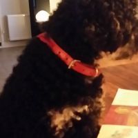 Hondenoppas werk Alphen aan den Rijn: baasje van Mila