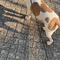 Hondenoppas werk Spijkenisse: baasje van Jax 