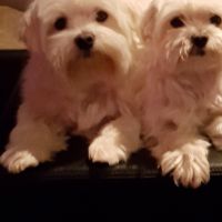 Hondenoppas werk Krommenie: baasje van Lizzy en Bowie
