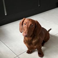 Hondenoppas werk Rotterdam: baasje van Milo