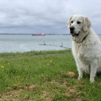 Hondenoppas werk Vlissingen: baasje van Bailey