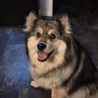 Hondenoppas werk Ede: baasje van Hilja