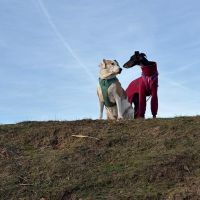 Hondenoppas werk Breda: baasje van Mara en Pia