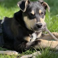 Hondenoppas werk Haarlem: baasje van Siep