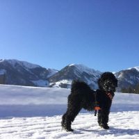 Hondenoppas werk Nieuwegein: baasje van Snug