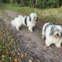 Hondenoppas Oosterhout (Noord-Brabant): Yvonne