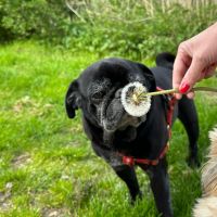 Hondenoppas werk Veenendaal: baasje van Arie