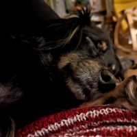 Hondenoppas werk Leeuwarden: baasje van Pluk