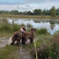 Hondenoppas Den Bosch: Linsy