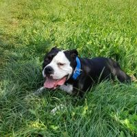 Hondenoppas werk Kerkrade: baasje van Rocky