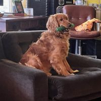 Hondenoppas werk Tilburg: baasje van Ollie