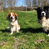 Hondenoppas Amsterdam: Liesbeth en Joost 