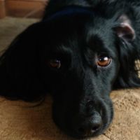 Hondenoppas werk Vlaardingen: baasje van Bobbie