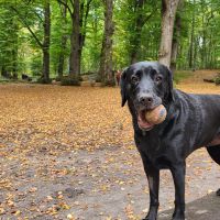 Hondenoppas werk Hoofddorp: baasje van Dana