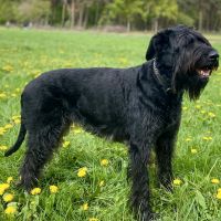 Hondenoppas werk Riel (Goirle): baasje van Gaia