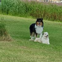 Hondenoppas adres Berkel en Rodenrijs: Mattie & Zorro