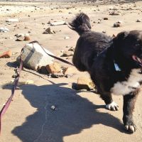 Hondenoppas werk Oosterhout (Gelderland): baasje van Maadam