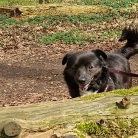 Hondenoppas werk Oosterhout (Gelderland): baasje van Maadam