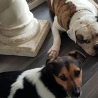 Hondenopvang Hoogeveen: Karolina 