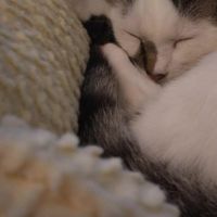 Hondenuitlaatservice Veldhoven: Andrea