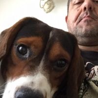 Hondenopvang Apeldoorn: Roger