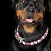 Hondenoppas werk Zevenaar: baasje van Xena 