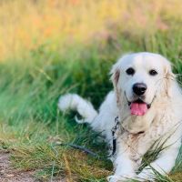 Hondenoppas werk Oisterwijk: baasje van Noedels