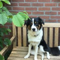 Hondenoppas werk Nijmegen: baasje van Lotje
