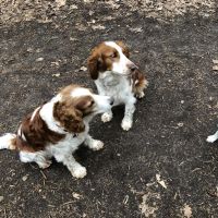 Hondenoppas werk Zeist: baasje van Ginger, Spetter, Maxi en Jet