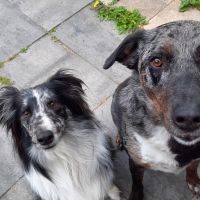 Hondenoppas Zwolle: Rowey
