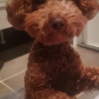 Hondenoppas werk Nijmegen: baasje van Ginger