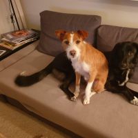 Hondenoppas werk Nijmegen: baasje van Flynn en Donna 