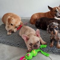 Hondenoppas Sint Willebrord: Tania