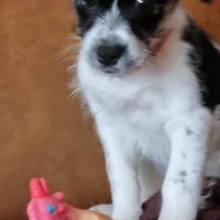 Hondenoppas werk Eindhoven: baasje van Tamara