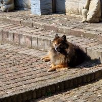 Hondenoppas Heerlen: Heidi