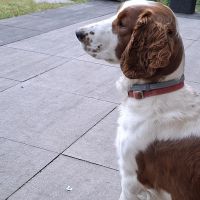 Hondenoppas werk Den Haag: baasje van Bram