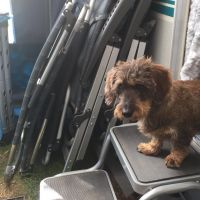Hondenoppas werk Wassenaar: baasje van Doris