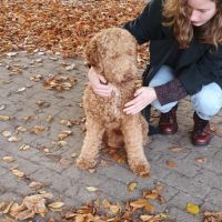 Hondenoppas Den Bosch: Ester