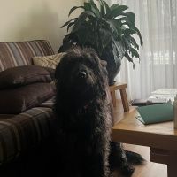 Hondenoppas werk Groningen: baasje van Masja 